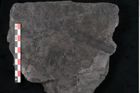 Foto (Detailansicht) von Calamites communis Ettingshausen (NHMW-GEO-2024-0188-10978)